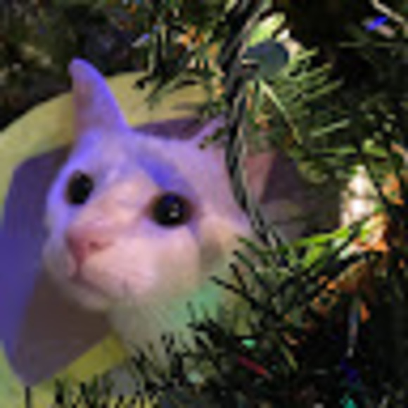 Meet your Posher, Johanna - Picture 1 of 1